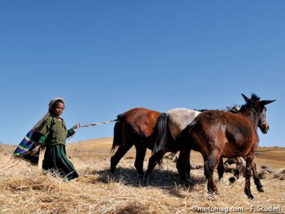 À la Découverte de l’Éthiopie : les mules