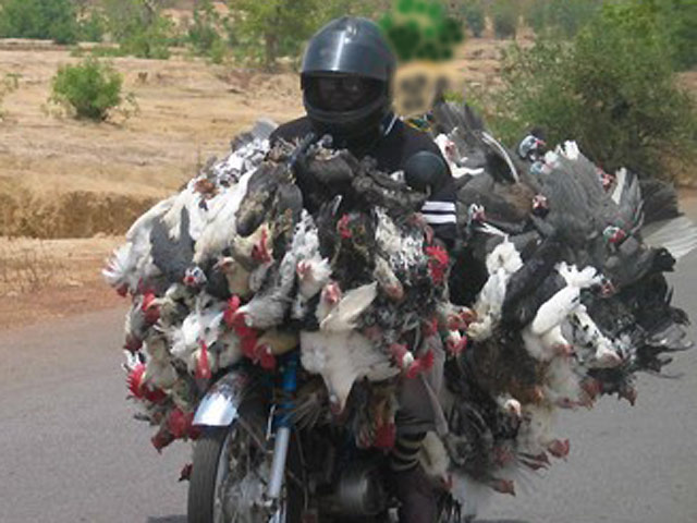 Chine à moto : panique chez les poulets !