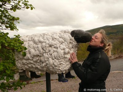 Journal de bord en Ecosse : amours ovins